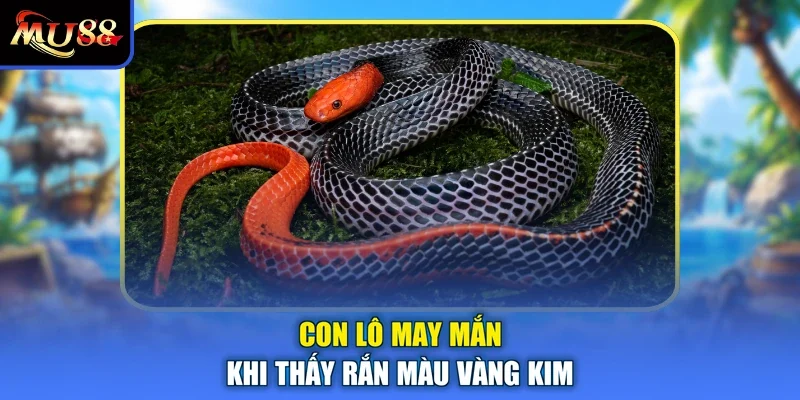 Con lô may mắn khi thấy rắn màu vàng kim